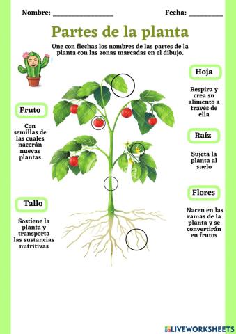 Partes de la planta
