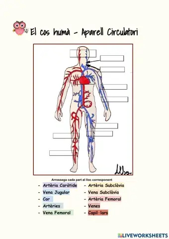 L'aparell Circulatori