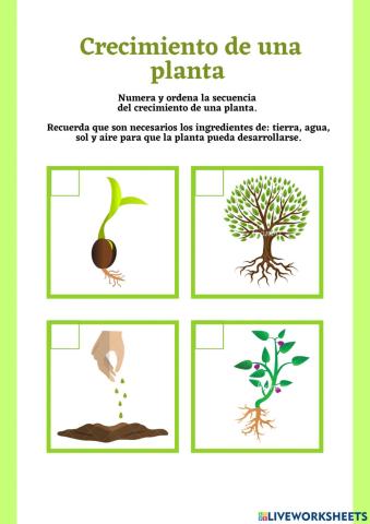 Crecimiento de la planta