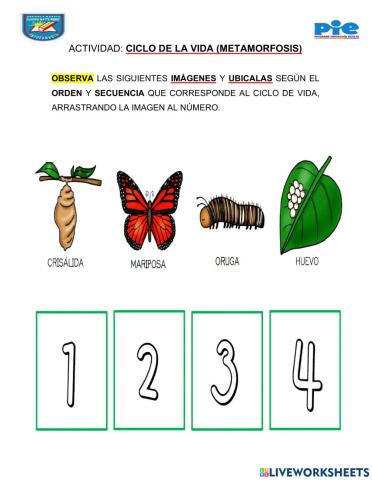 Ciclo de vida metamorfosis