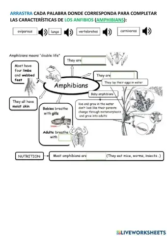 Amphibians