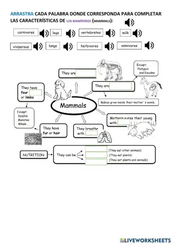 Mammals characteristics