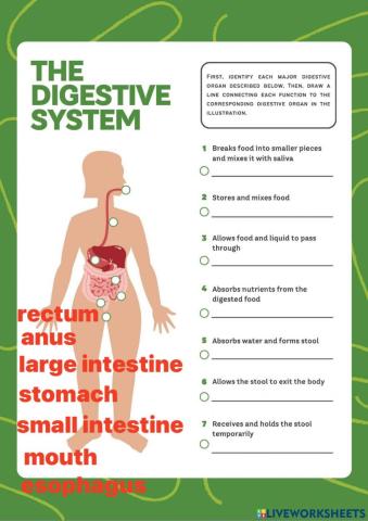 Digestive systm