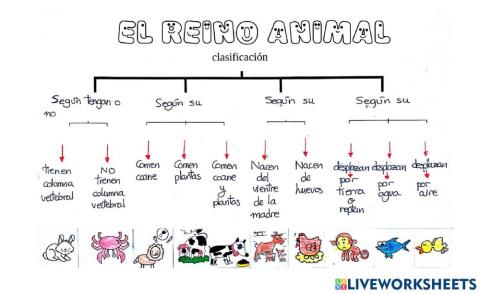 Clasificación reino animal