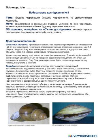 Лабораторне дослідження 3. Молюски
