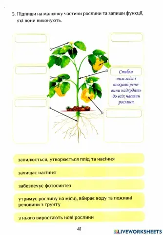 ЯДС Робочий зошит с.41-42