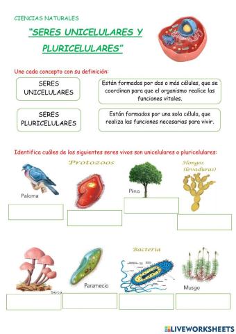 Seres unicelulares y pluricelulares