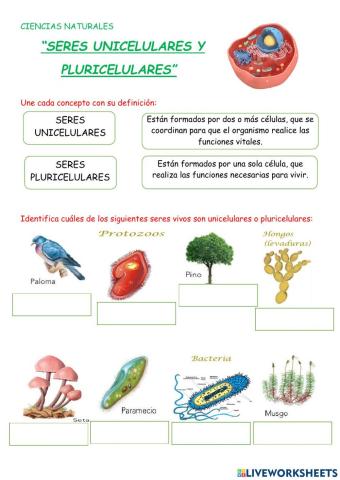 Seres unicelulares y pluricelulares