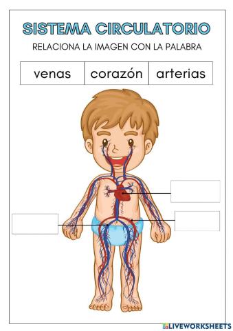 APARATO CIRCULATORIO