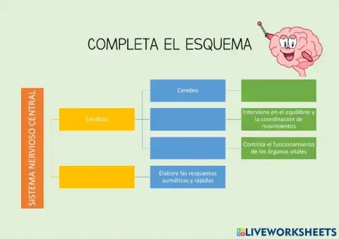 El sistema nervioso central