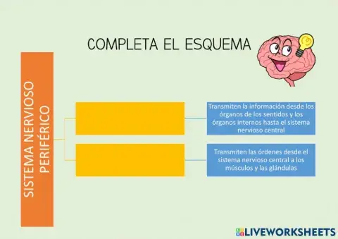 El sistema nervioso periférico
