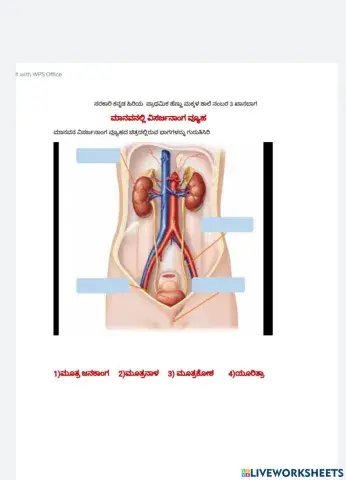 Excretory system in human beings