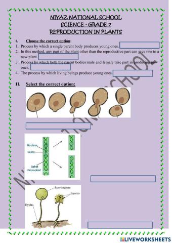 Reproduction in plants