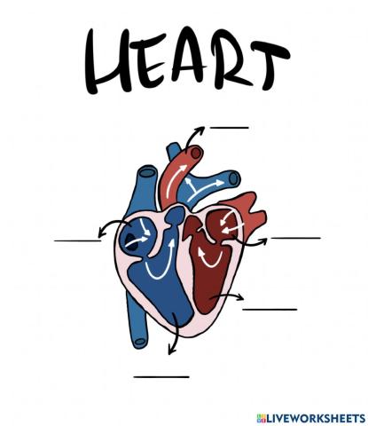Human heart