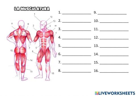 Los músculos 4-6