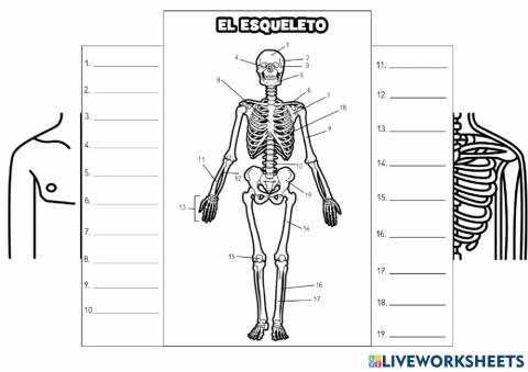 El esqueleto