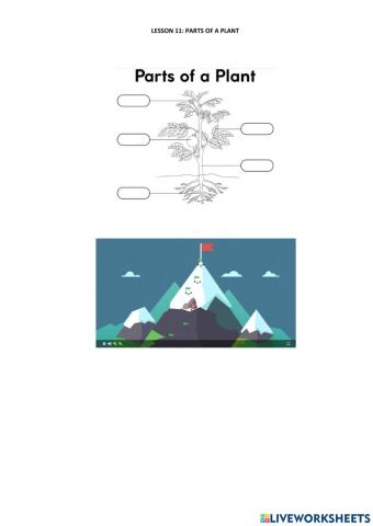 Lesson 11. PARTS OF A PLANT