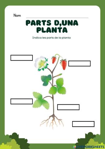Parts d'una planta
