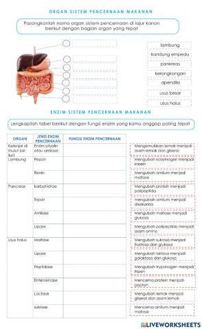 Organ dan Enzim Sistem Pencernaan Makanan