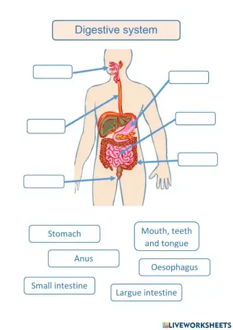 Digestive system