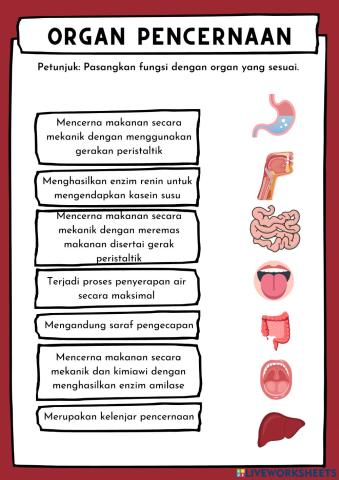 Organ SIstem Pencernaan