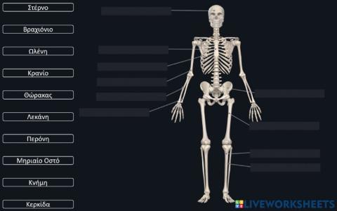 Σκελετικό σύστημα