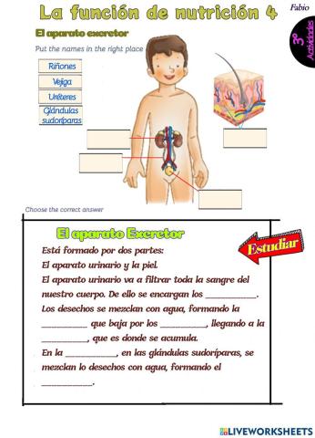 3 excretor fabio