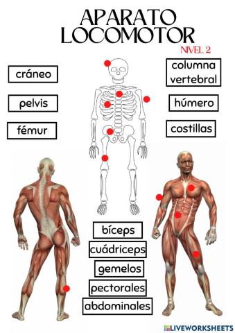Nivel 2. Aparato locomotor.