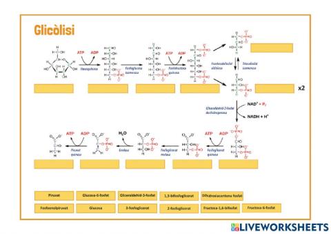 Etapes de la glicòlisi