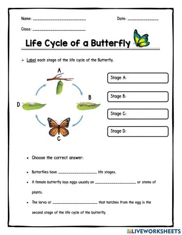 Life Cycle of a Butterfly