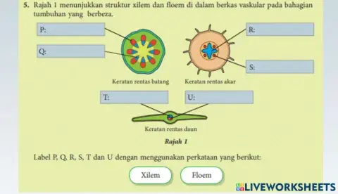 Pengangkutan dalam tumbuhan