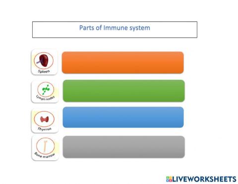 Parts of immune system
