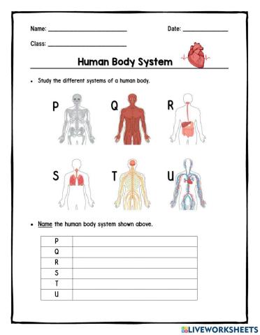 Human Body System