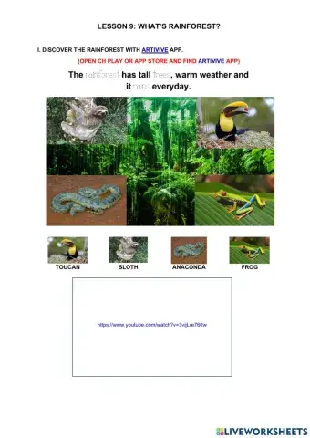 Lesson 9. What's the rainforest?