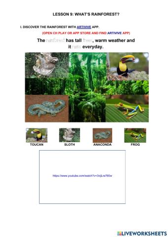 Lesson 9. What's the rainforest?