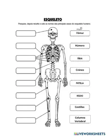 Sistema Esquelético