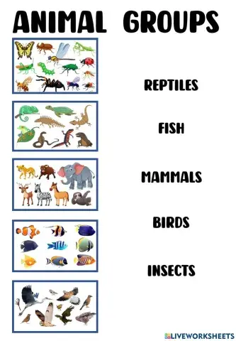 Animal groups