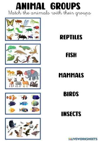 Animal groups