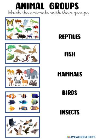 Animal groups