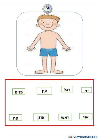 איברי   הגוף
