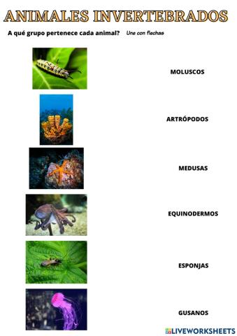 Animales invertebrados