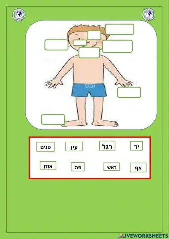 איברי  הגוף