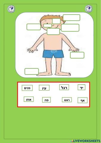 איברי  הגוף