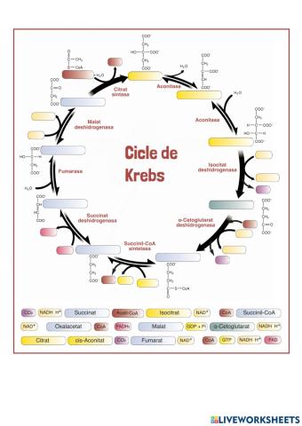 Etapes del cicle de Krebs