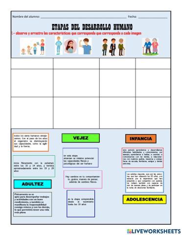 Etapas del desarrollo humano.