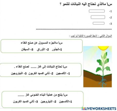 أجزاء النبات