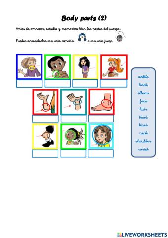 Body parts (2)