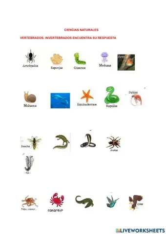 Animales vertebrados e invertebrados