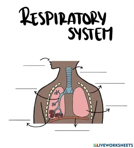 RESPIRATORY SYSTEM