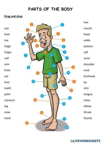 Parts of body